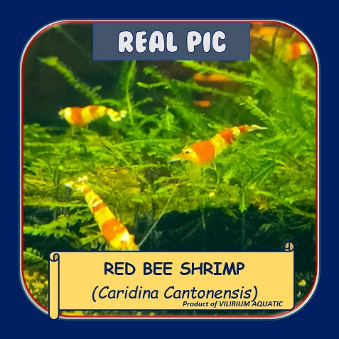 UDANG HIAS AIR TAWAR - UDANG HIAS RED BEE / RED BEE SHRIMP / BEE SHRIMP (UDANG AQUASCAPE)