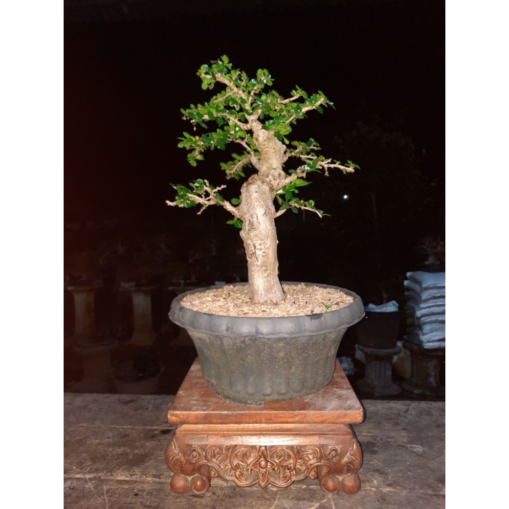 bonsai arcia hokiantea mikro buah
