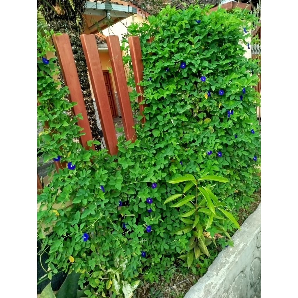 

Bunga Telang Kering @50gram