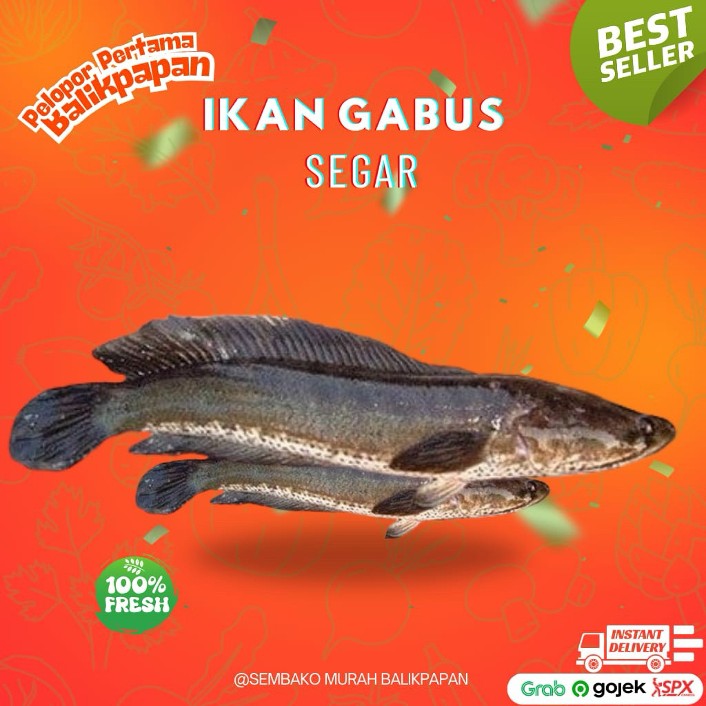 

ikan gabus segar hidup 1kg