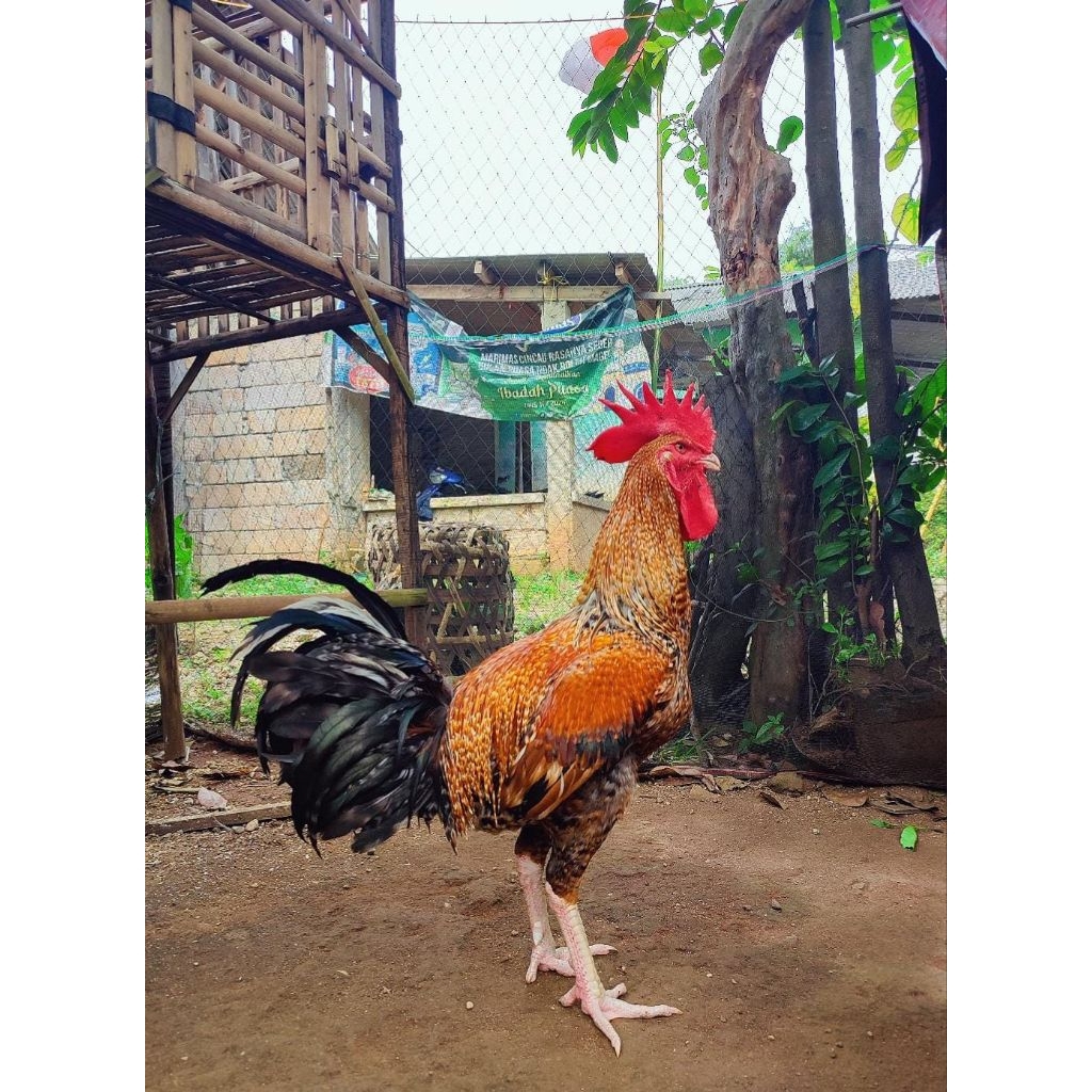 AYAM PELUNG JALI EMAS CIANJUR JUMBO