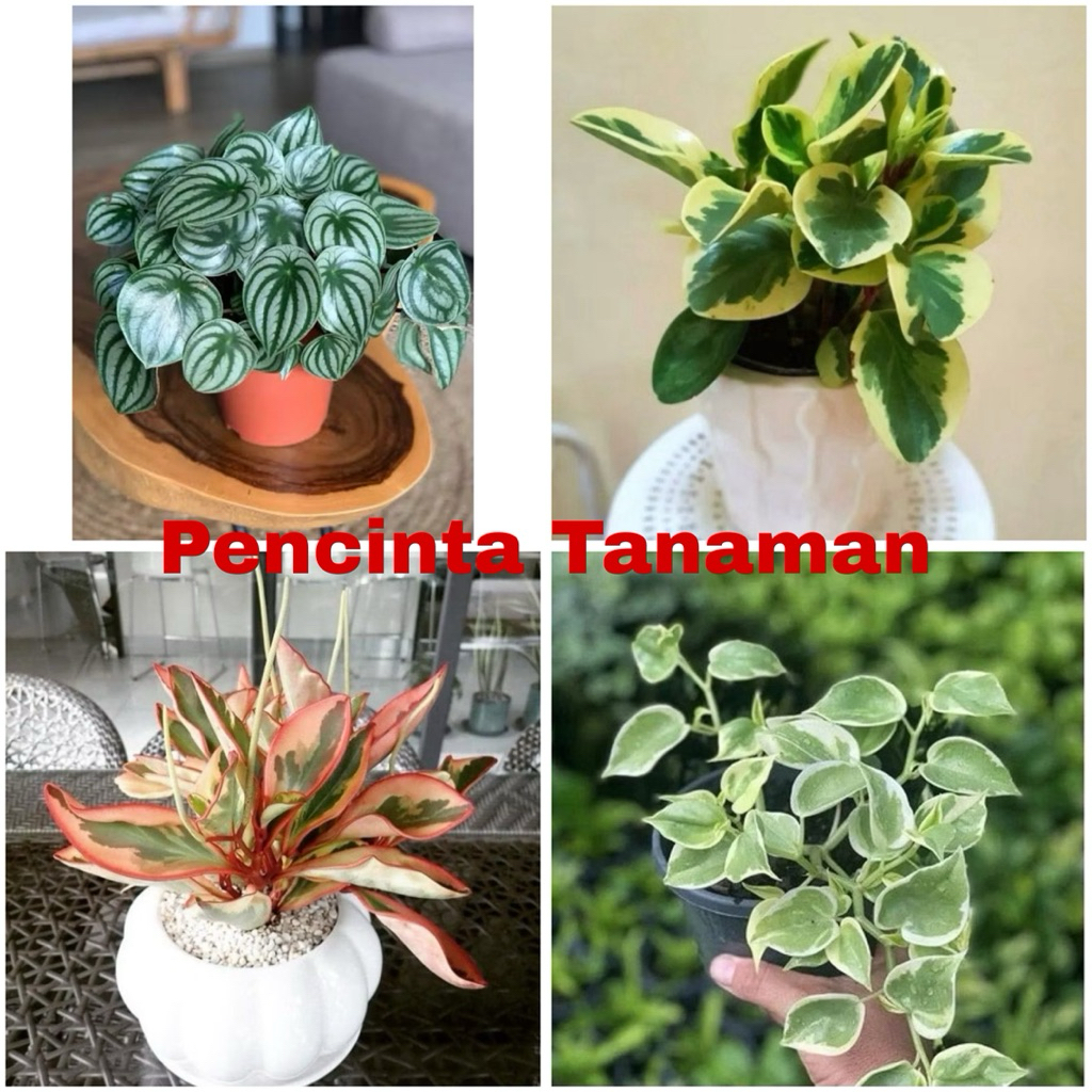 ( BISA COD ) paket 4 Tanaman Hias Peperomia - Tanaman Hias Peperomia Water Melon - Tanaman Hias Pepe