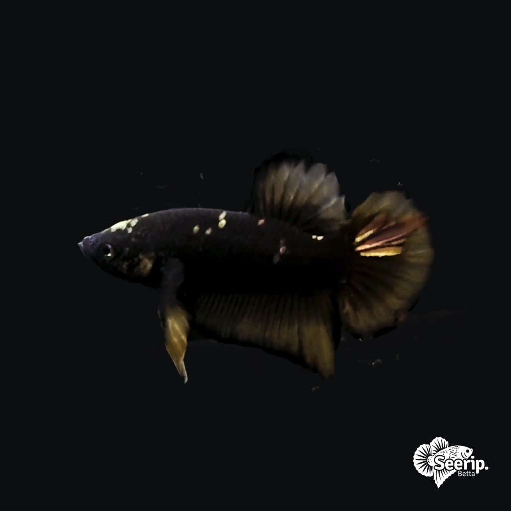 Plakat Avatar Yellow Gold | Seerip Betta