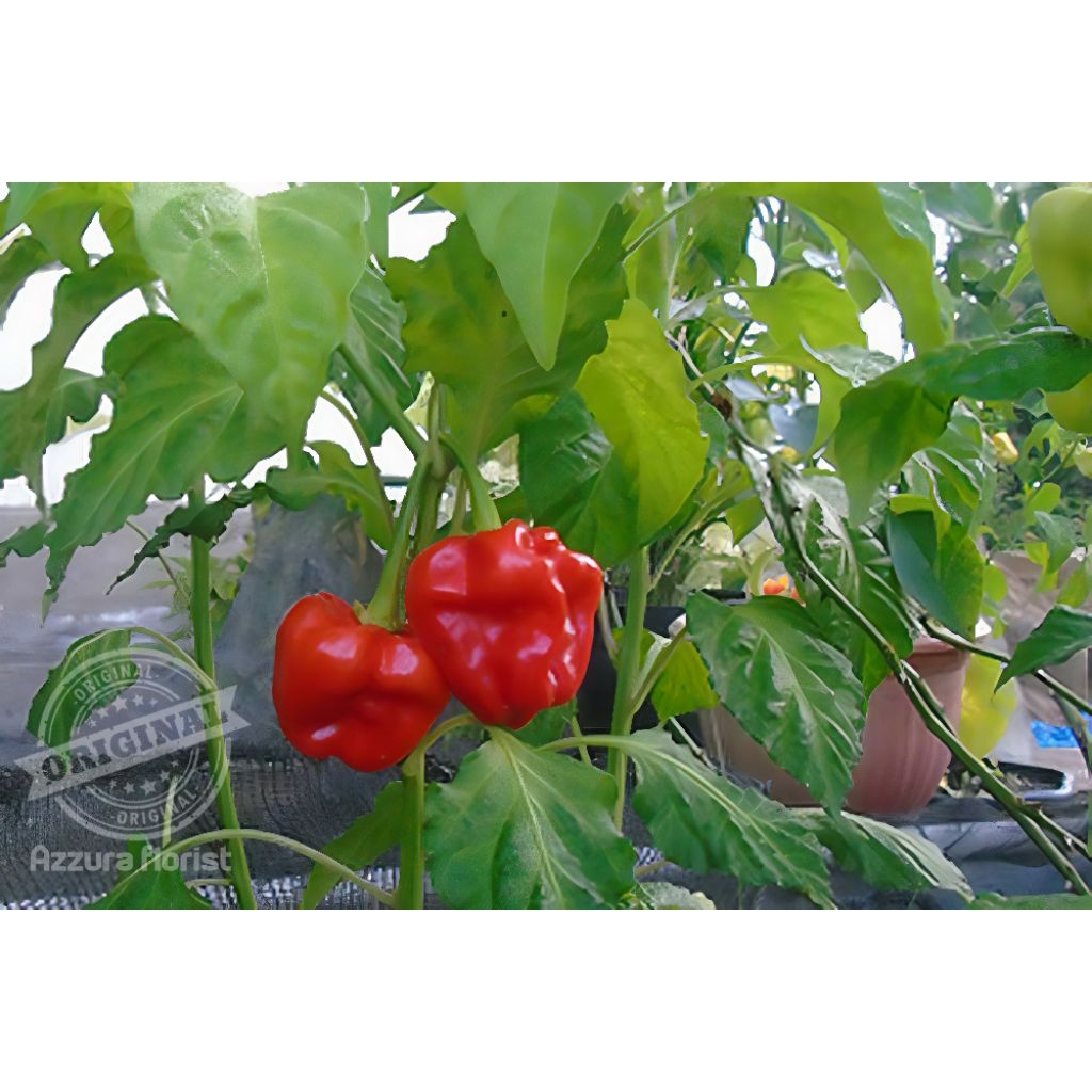 

Tanaman cabai rawit katokkon/ pohon cabe rawit katokkon