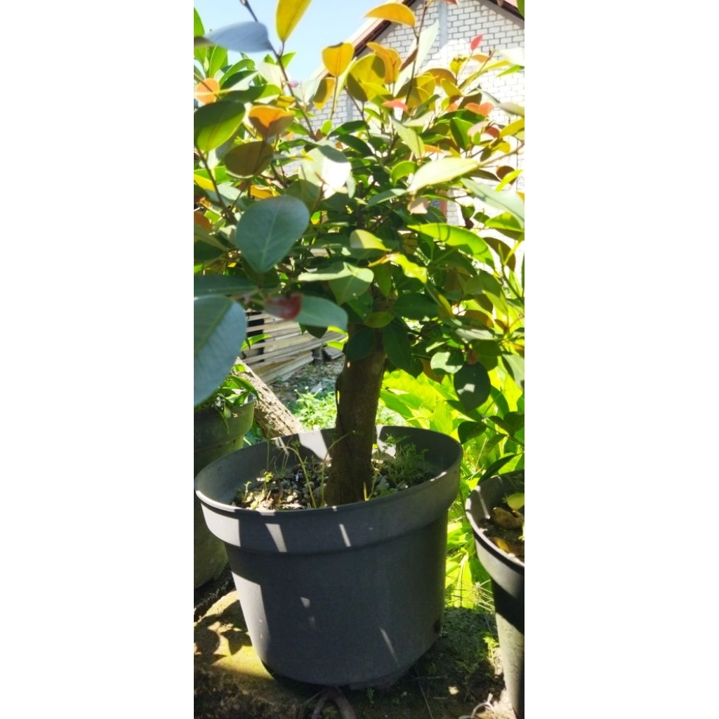 Bakalan bonsai iprik silver