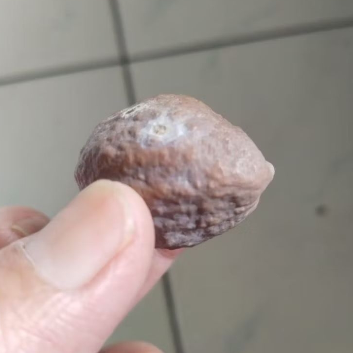 Kemiri Adu Muncang Adu Yanti Thanos Rajabatok Ori Full Tua