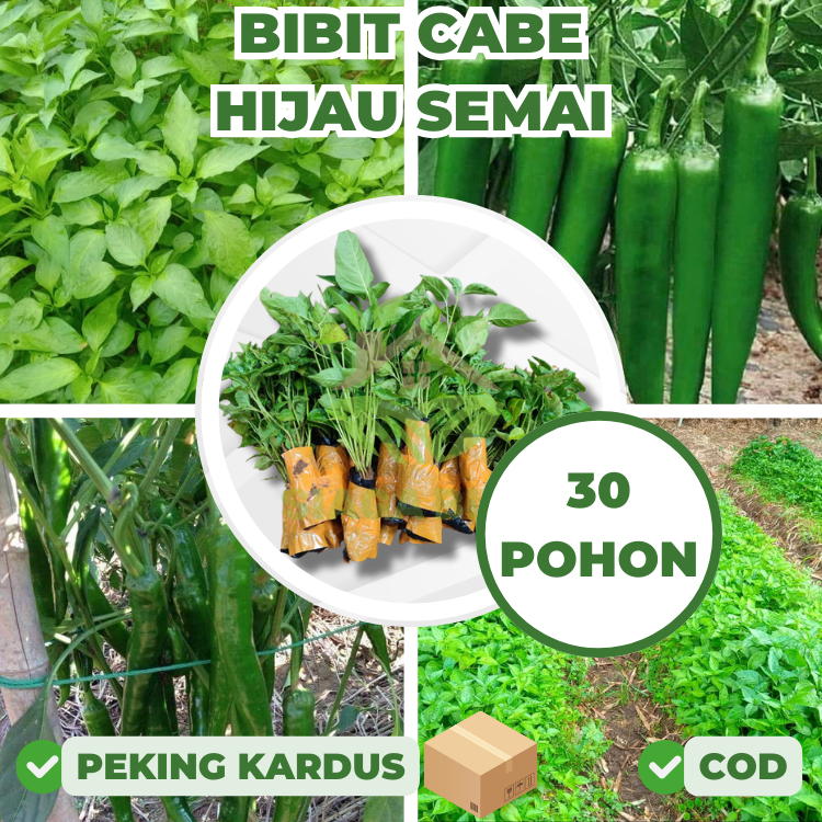 30 Bibit Cabe Hijau besar Siap Tanam
