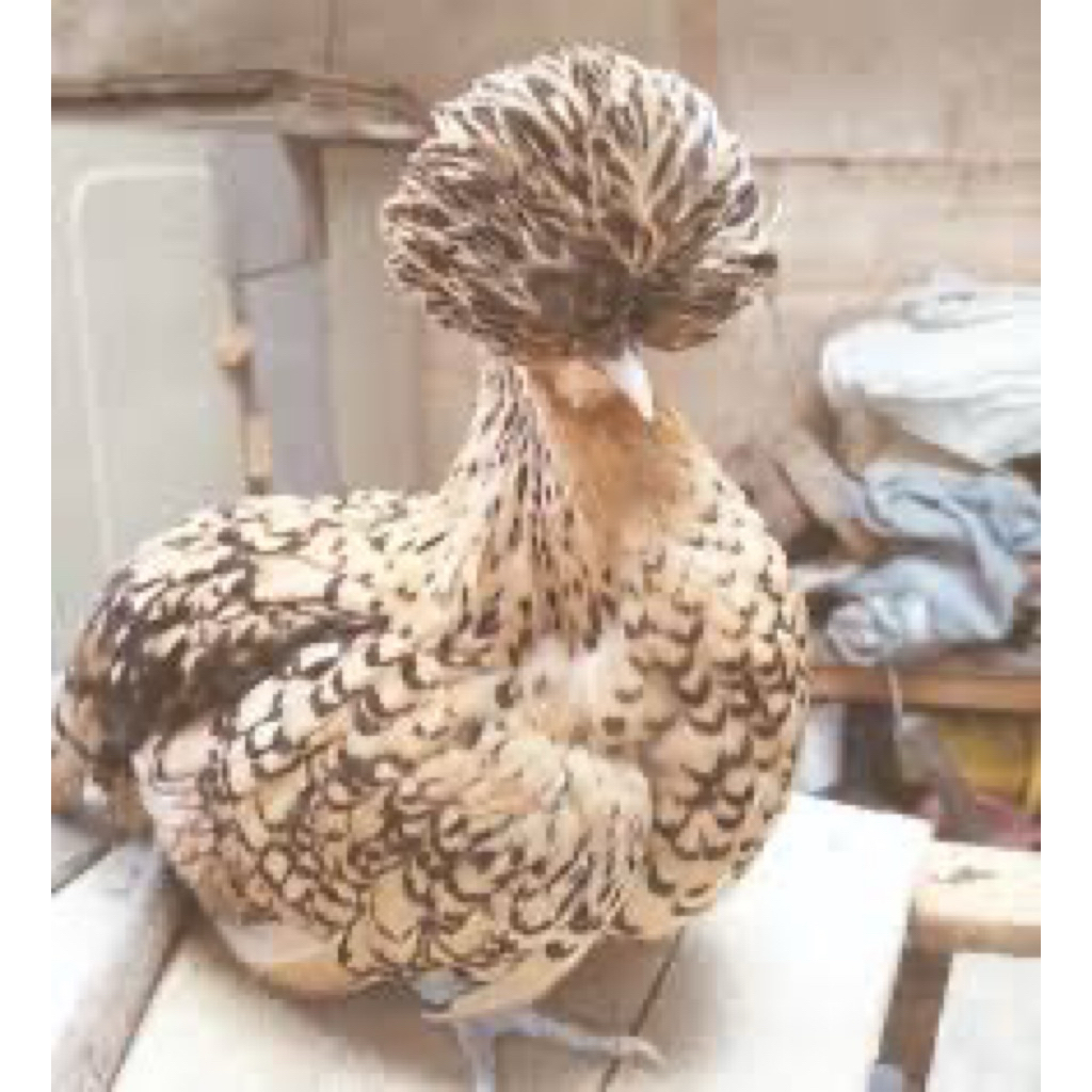 

TELUR FERTIL AYAM POLAND UNTUK DITETASKAN