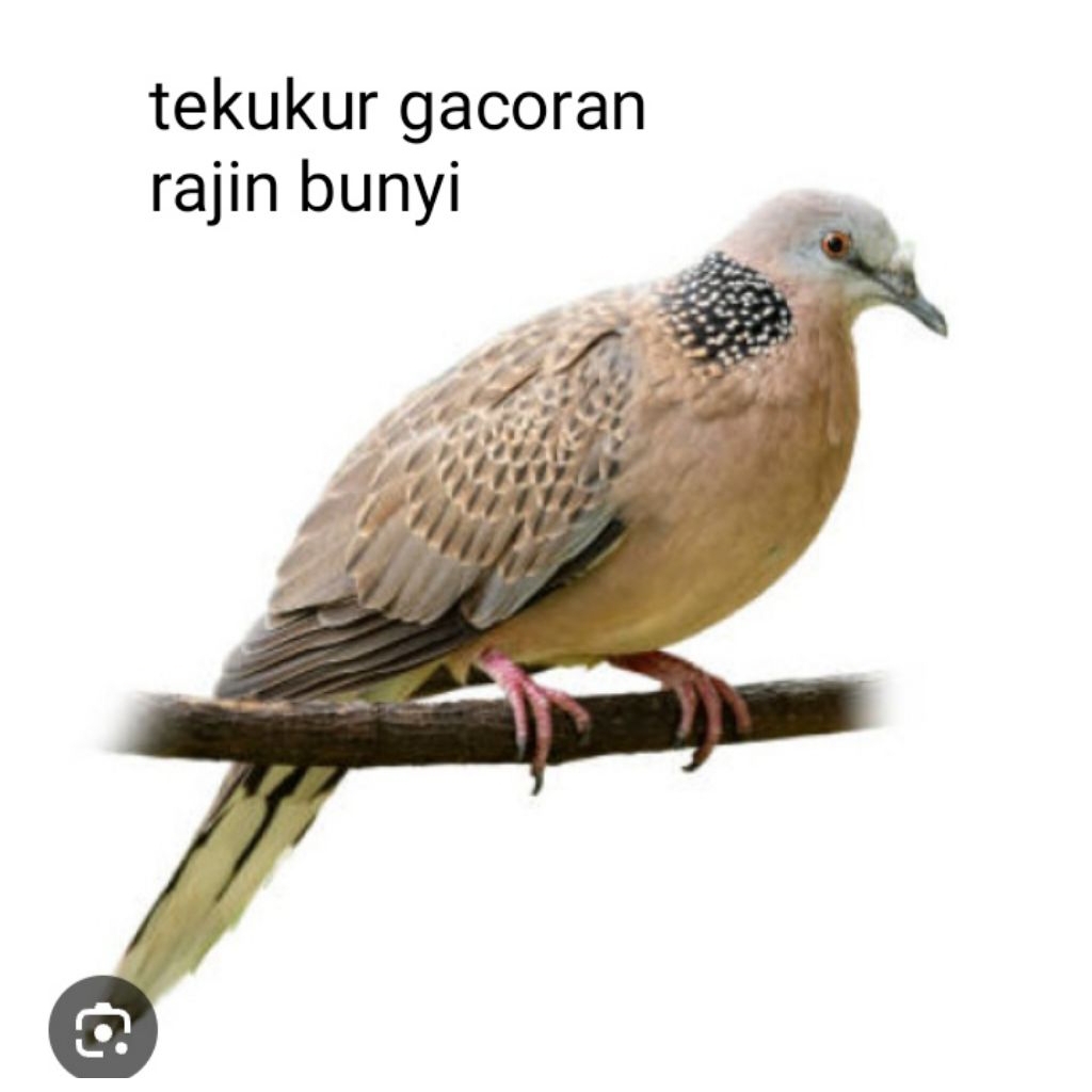 tekukur gacoran kuk.1