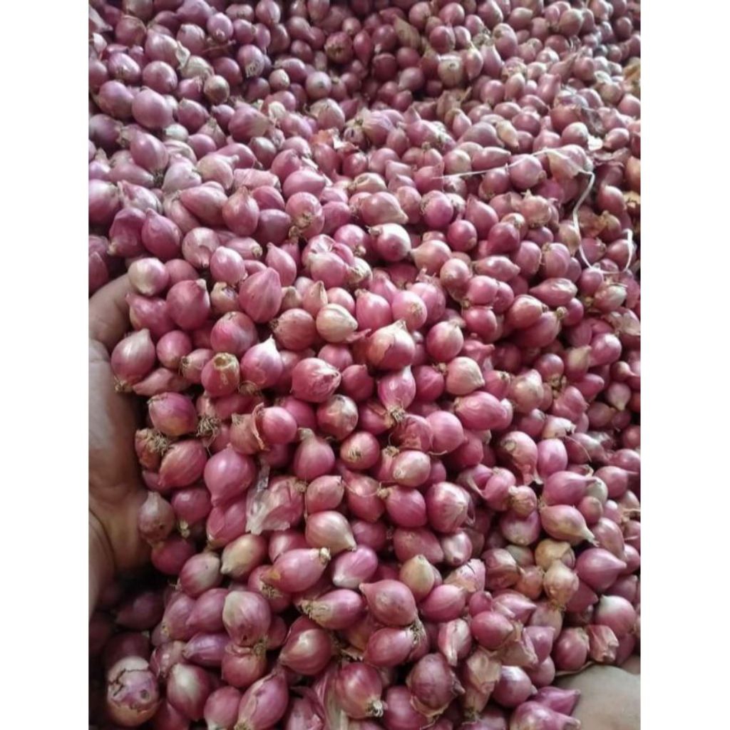 

bawang merah kering kecil,dengan aroma kualitas super ,pasakan anda lebih mantap