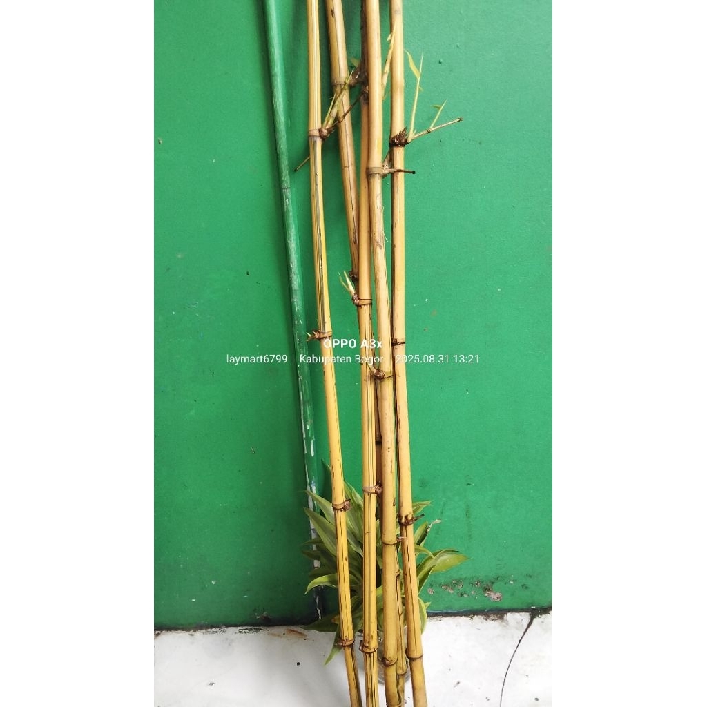 bambu kuning 1 meter 5 pohon