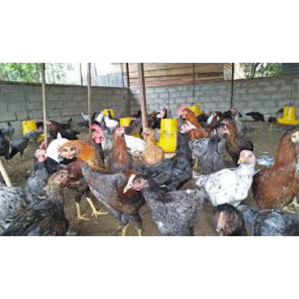 

TELUR FERTIL AYAM KUB PARENT UNTUK DITETASKAN