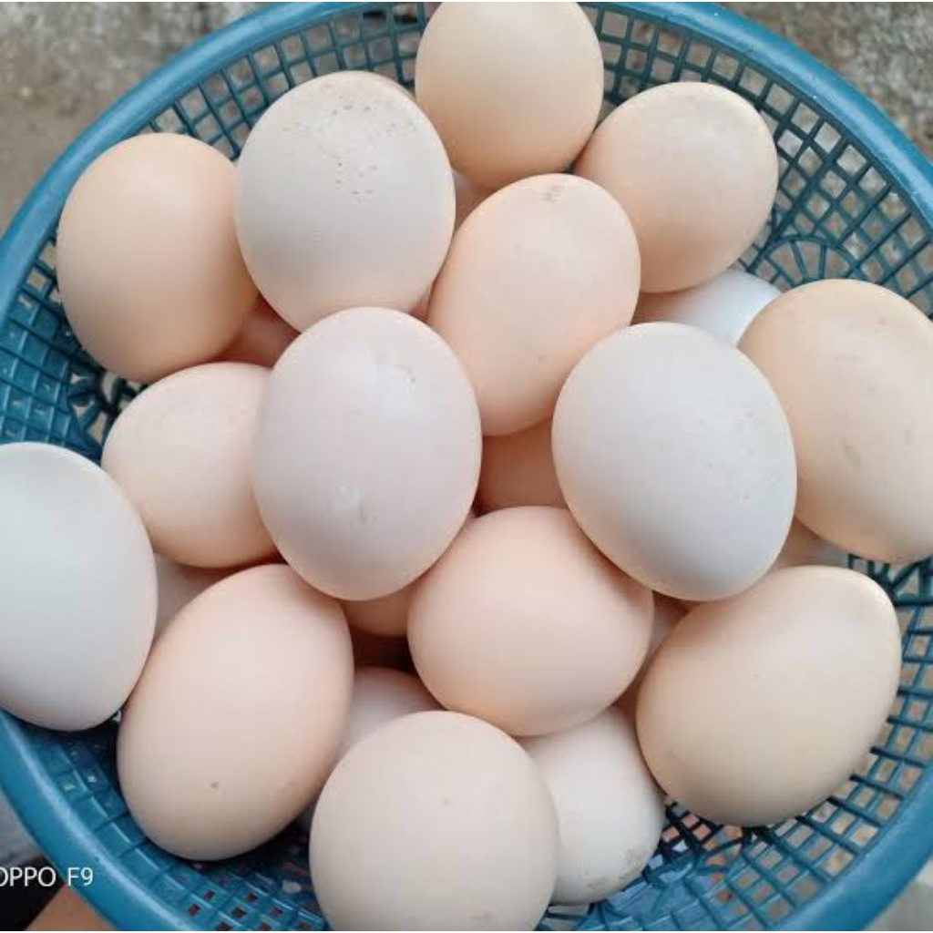 telur ayam kampung omega