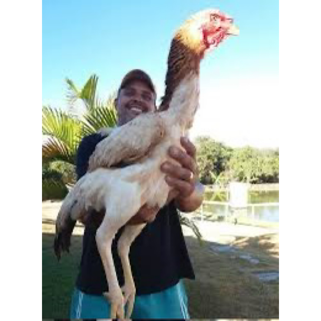 

TELUR FERTIL AYAM KINGGOR UNTUK DITETASKAN