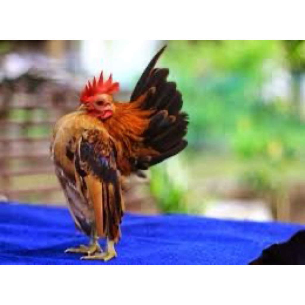 

TELUR FERTIL AYAM SERAMA UNTUK DITETASKAN