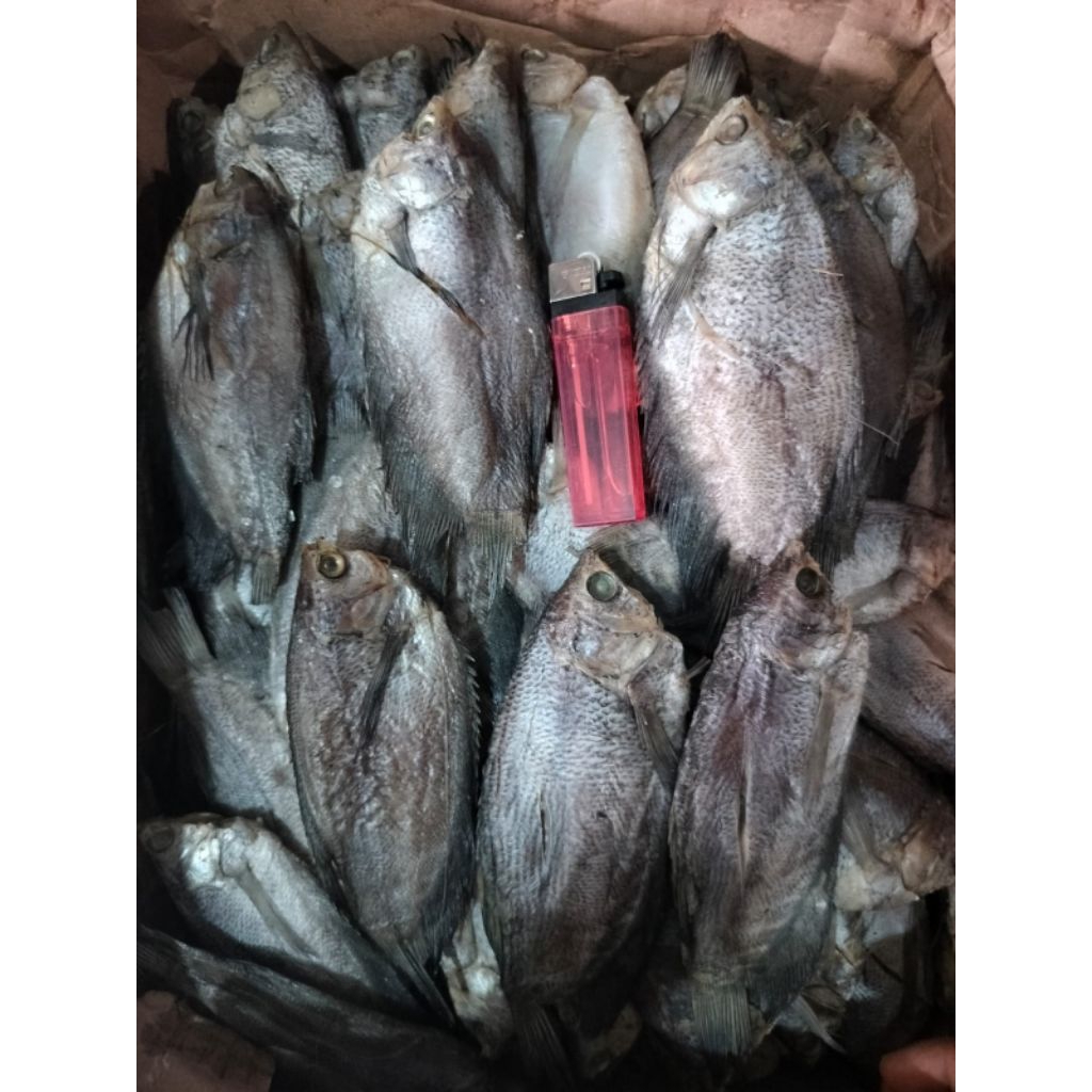 

IKAN ASIN SEPAT TAWAR JUMBO / SEPAT PALEMBANG MURAH PREMIUM ♛
