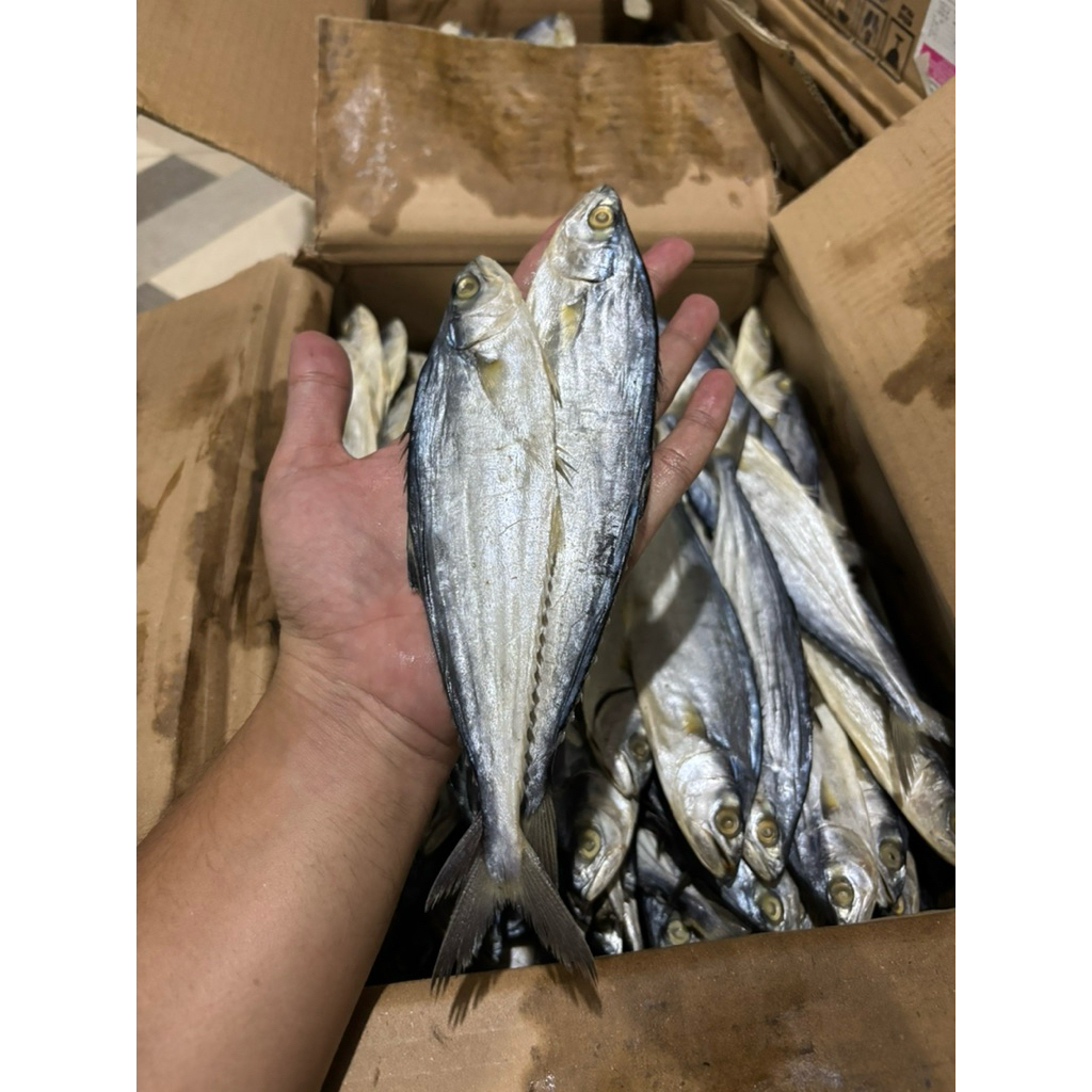 

Ikan Asin Wais Sedang Termurah