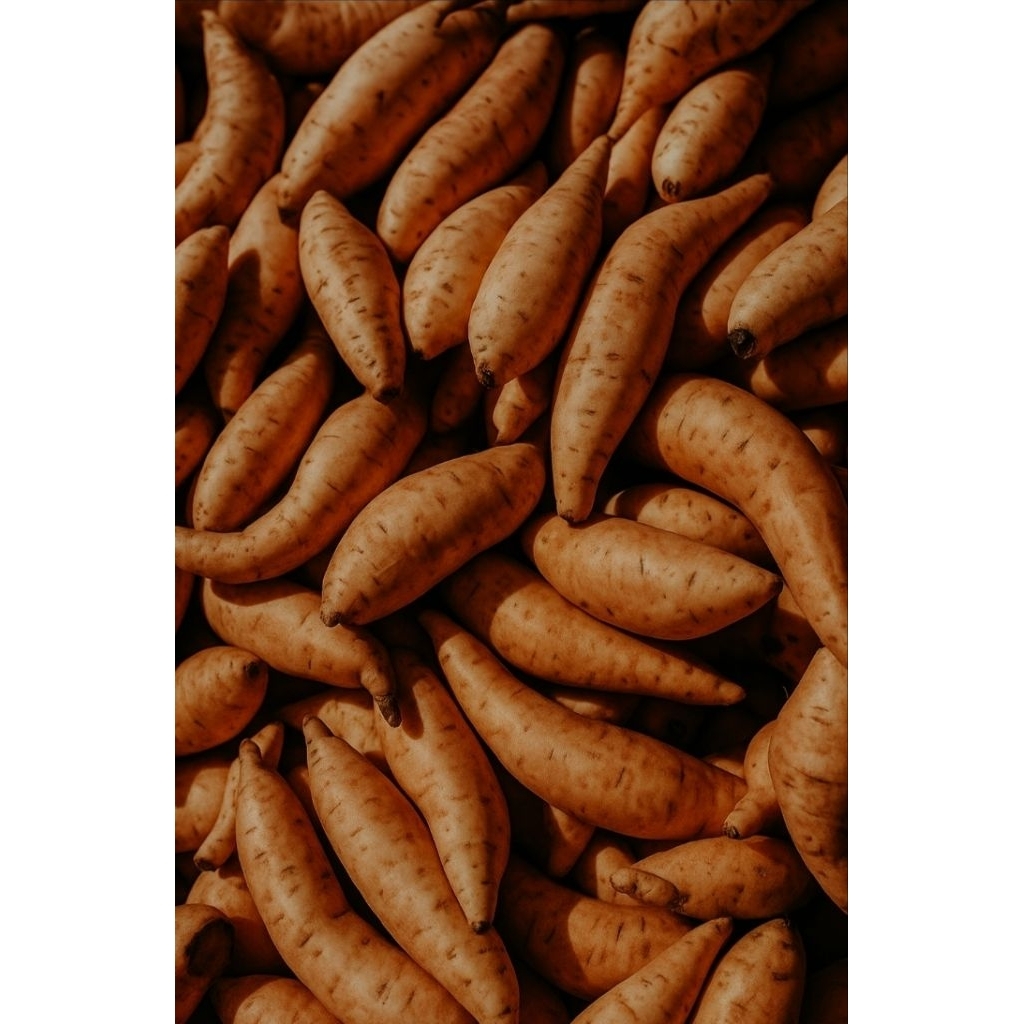 

ubi madu cilembu spek TO . bisa untuk di oven dan di kukus