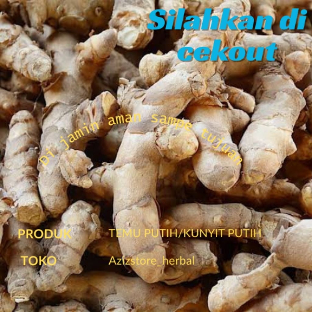 

jual murah temu putih/kunyit putih segar berat 250 gram