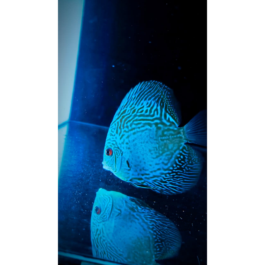 Discus Blue LSS (Leopard Snake Skin) 4 Inch