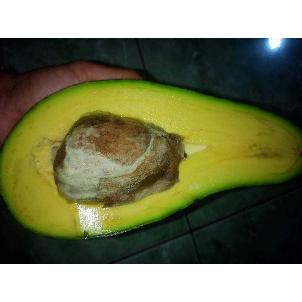 

alpukat mentega jumbo