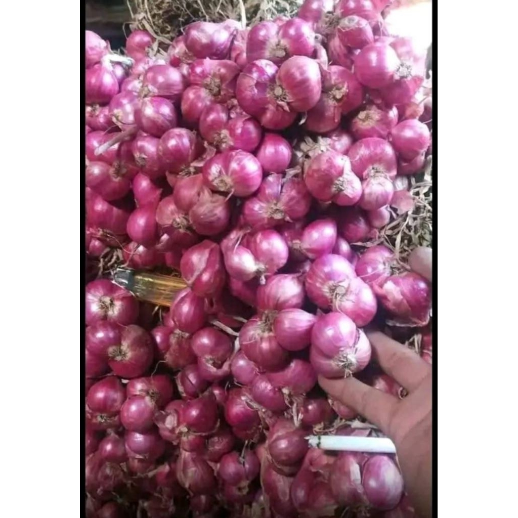 

bawang merah asli Garut