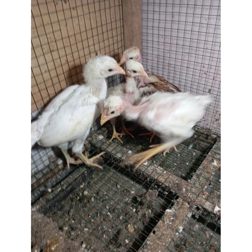 Ayam kampung anakan gundul saigon umur 5-6 minggu borongan 4 ekor di Jakarta