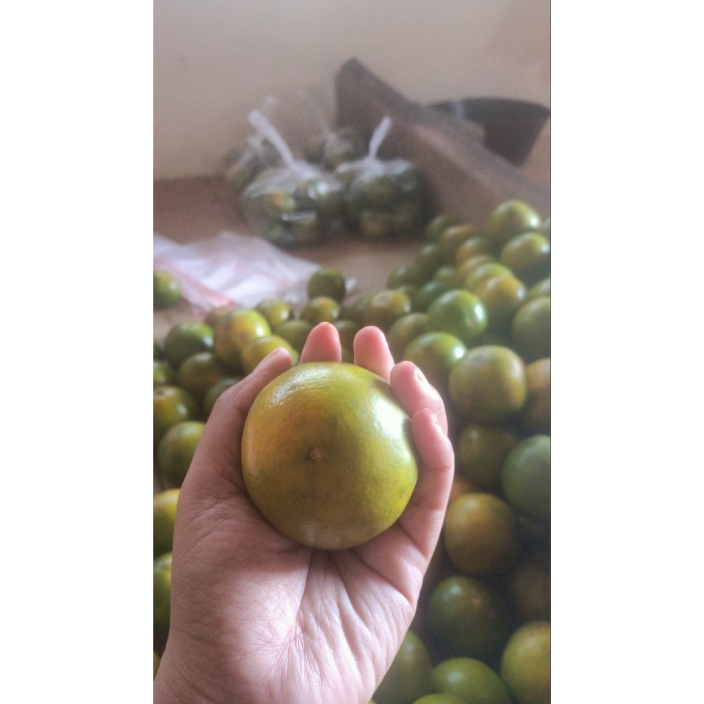 

Jeruk Buah Madu MANIS MURAH ASLI BLITAR 1 KG