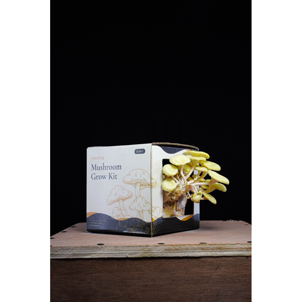 Golden Oyster - Mikoologi Mushroom Grow Kit (Hiasan - Hampers - Kado - Hantaran - Edukasi)