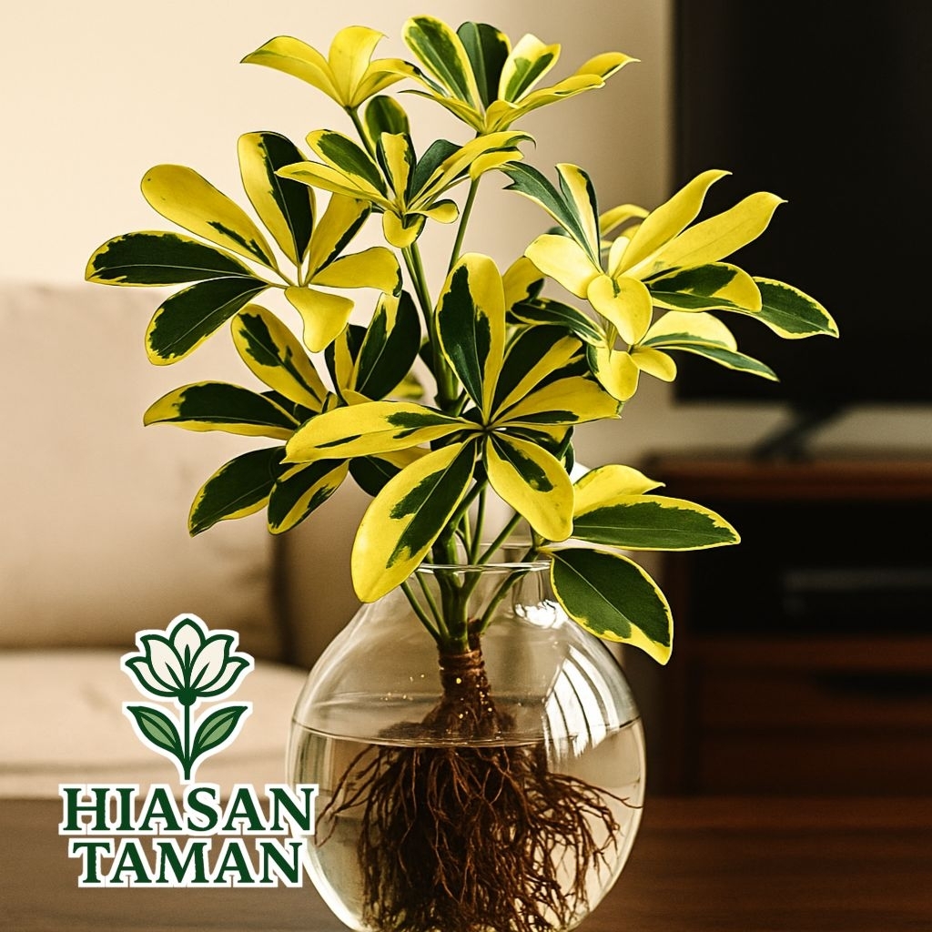 Tanaman media air walisongo varigata - tanaman hias walisongo varigata - tanaman indoor walisongo