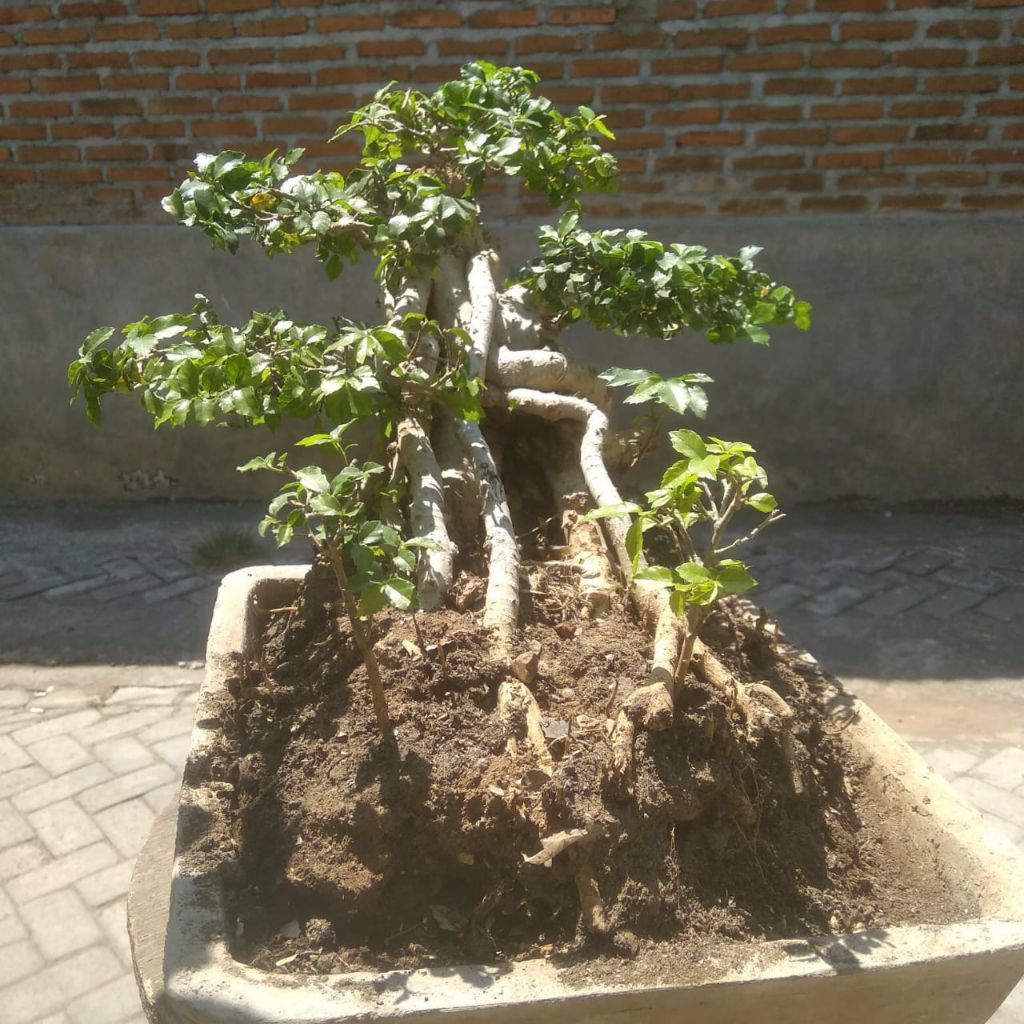BAHAN BONSAI SERUT terbalik.