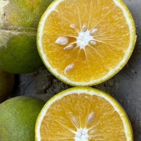 

jeruk manis baby java 1kg