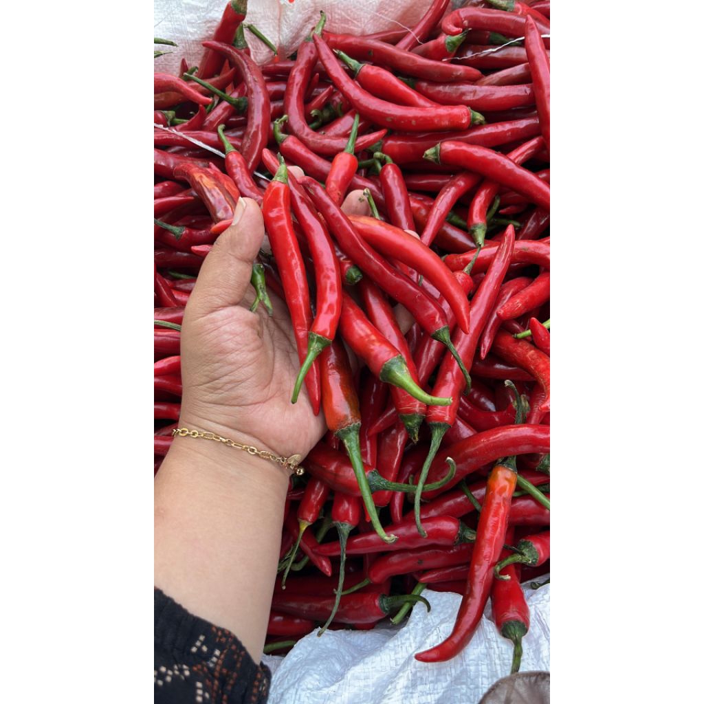 

CABAI MERAH | CABAI BESAR