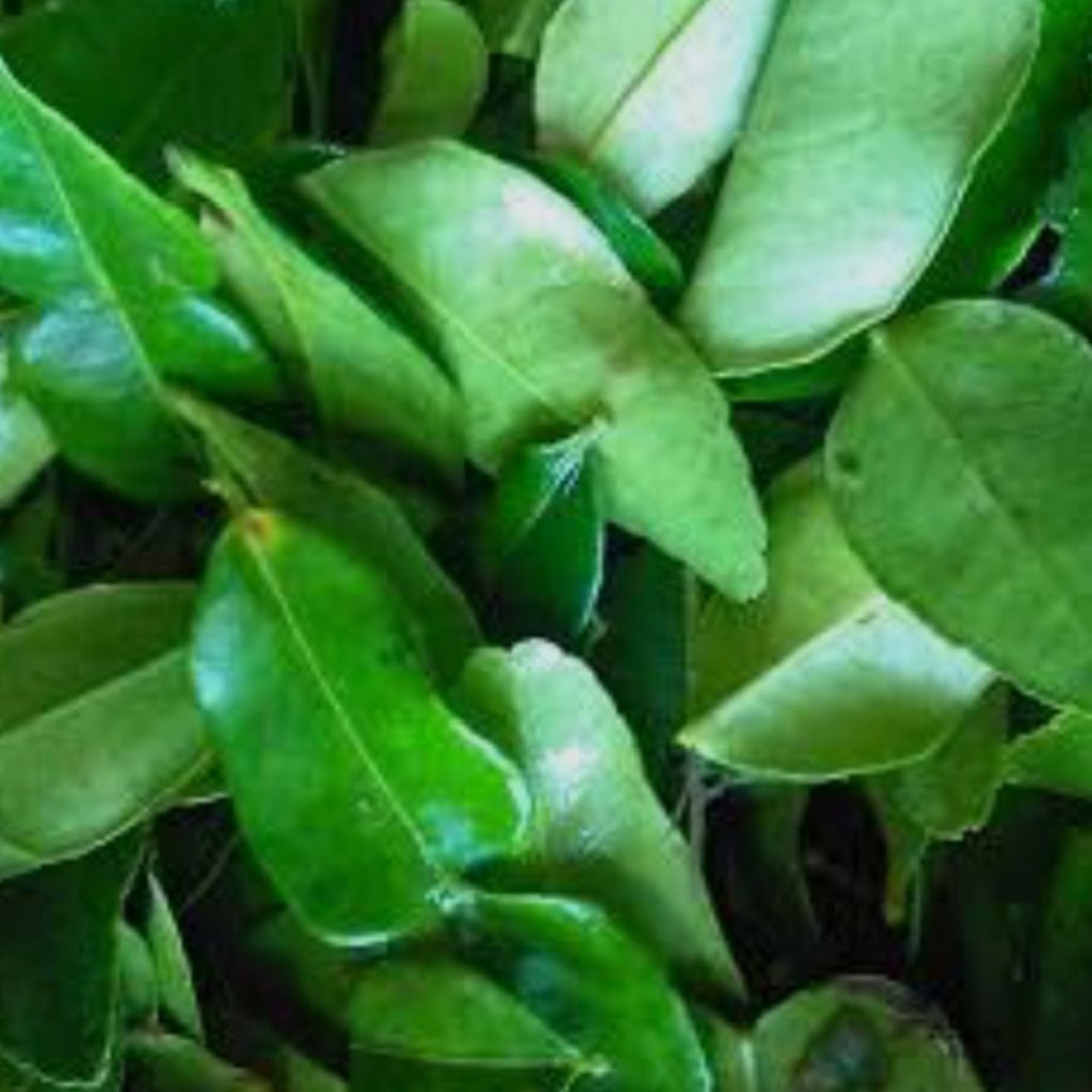 

Daun jeruk purut segar bumbu rempah bumbu dapur bumbu masak bumbu sambal pecel petik langsung 50gram