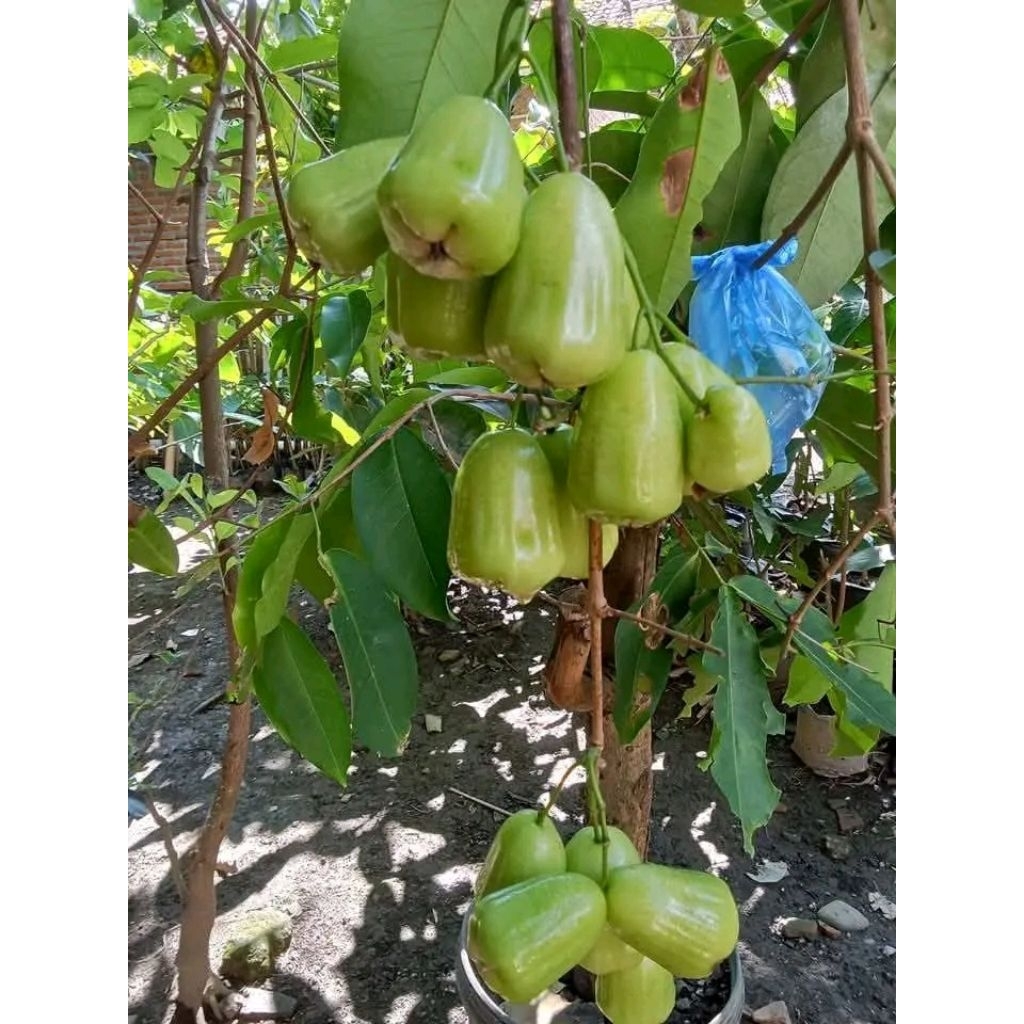 Bibit tanaman jambu air green Giant premium