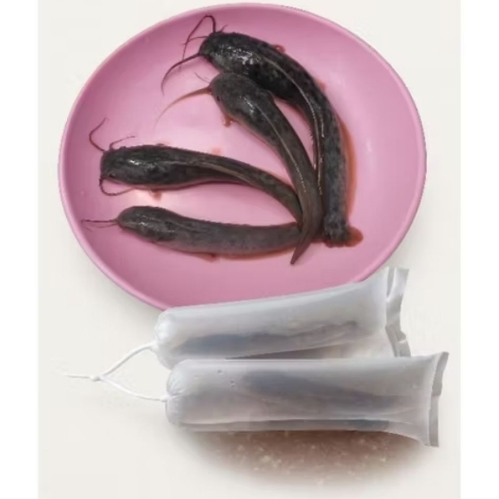 Hiasan aquarium bibit lele sangkuriang super 10_15 cm 4 ekor