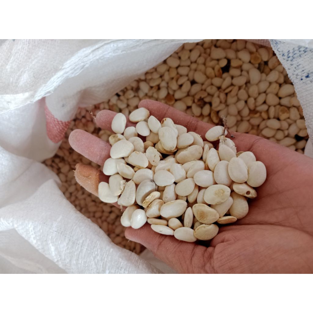 

kacang koro kupas mentah 1kg