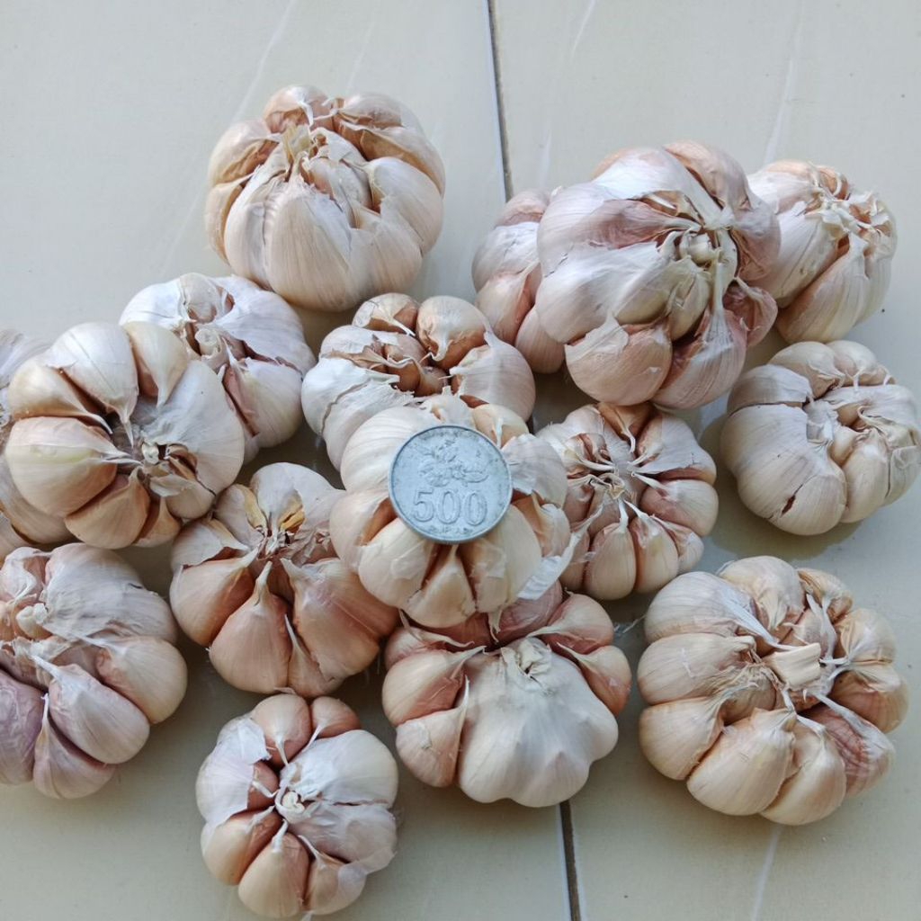 

bawang putih kering besar super murah 1kg