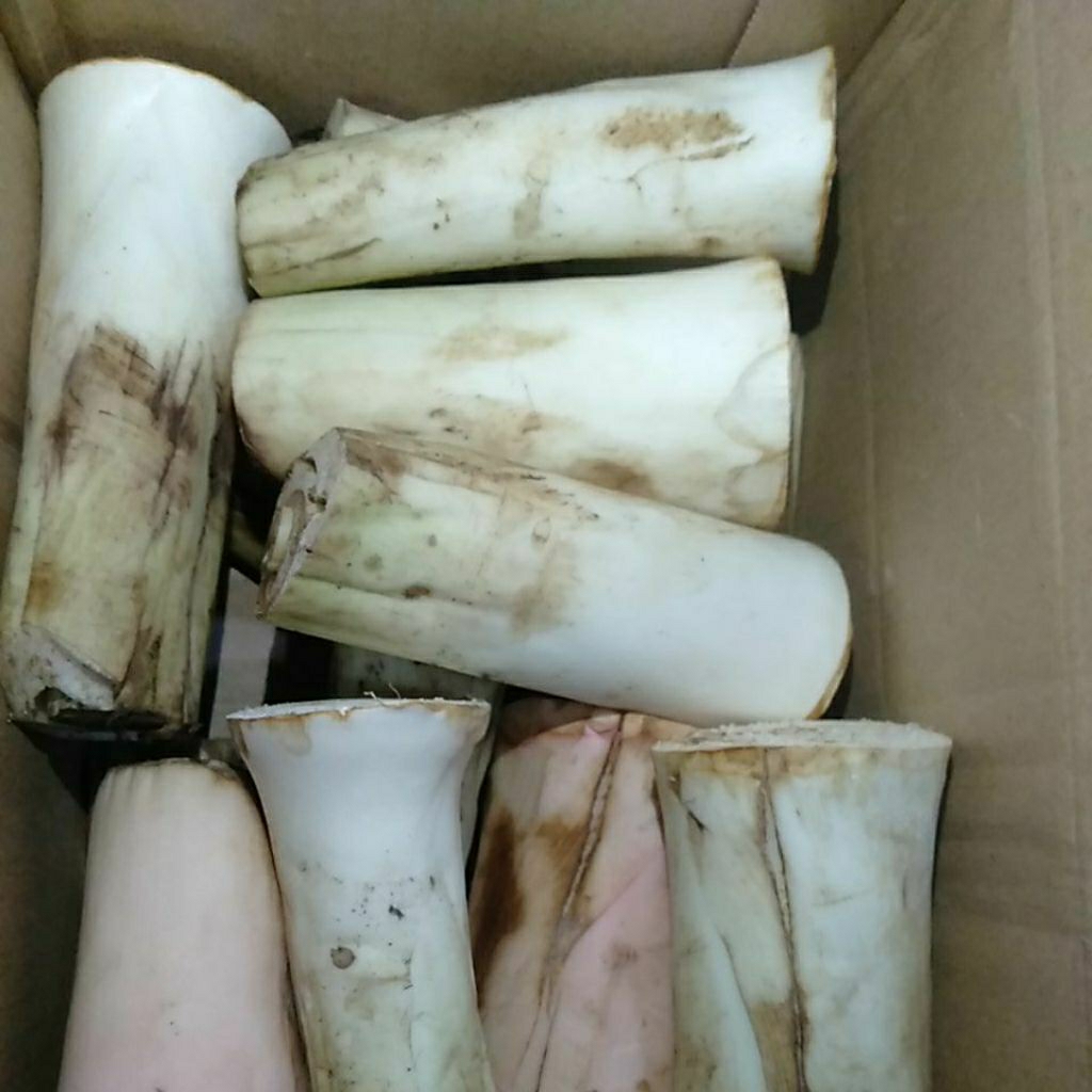 

Sayur Lompong Bentol Bentul Talas segar