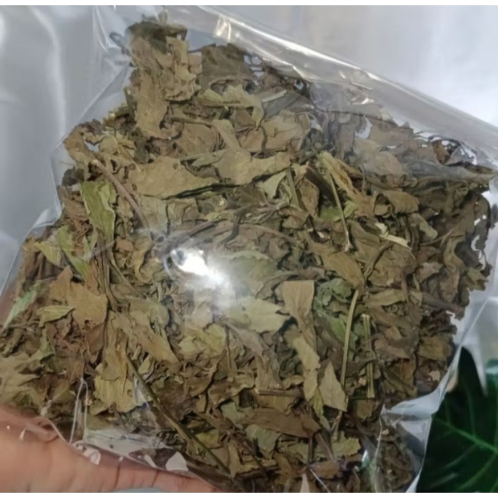 

Daun kumis kucing Kering asli 100 gram