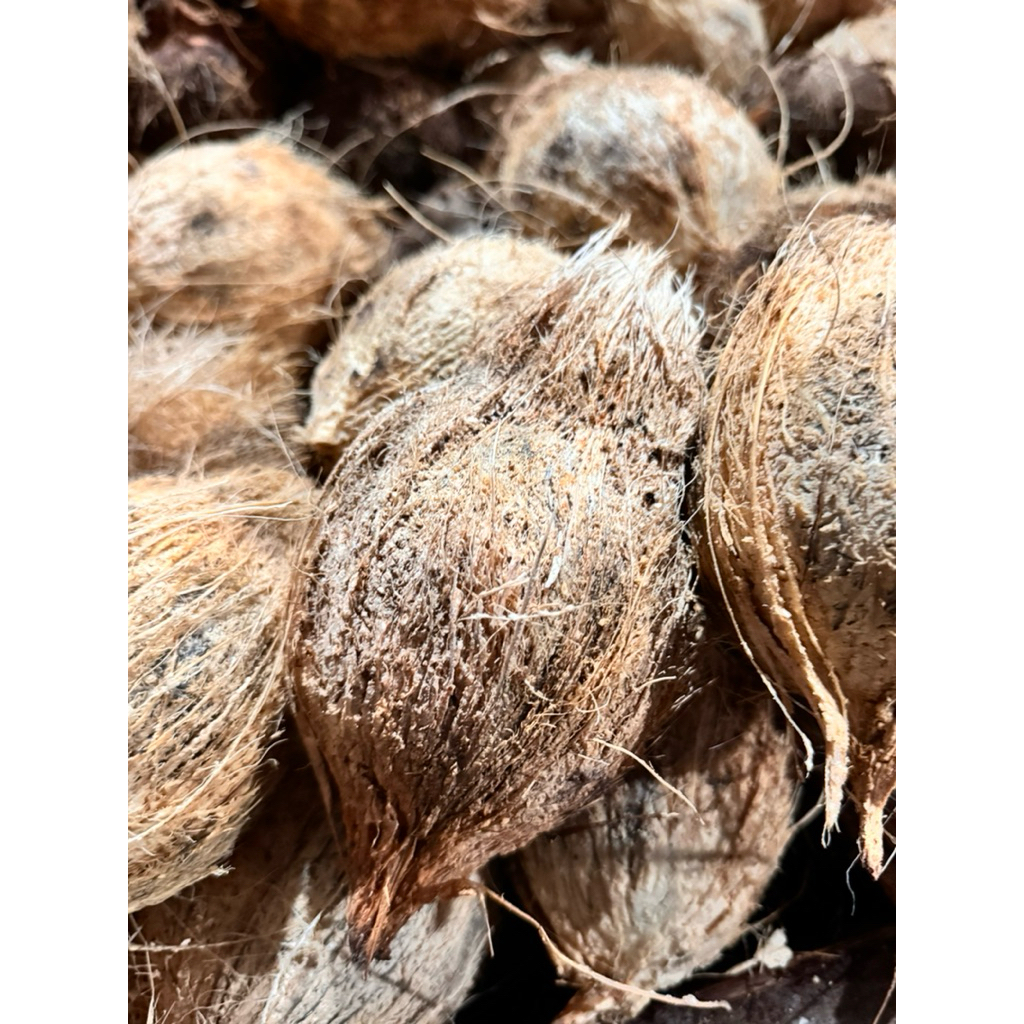 

Kelapa Tua Ukuran Kecil 0,400 kg- 0,600kg