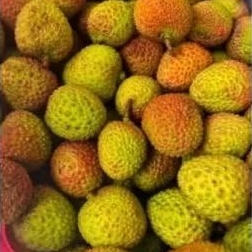 BIBIT LECI HIJAU MADU HASIL CANGKOK(okulasi)LECI HIJAU DATARAN RENDAH DAN TINGGI BISA BERBUAH