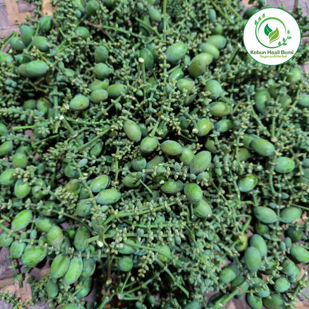 

BUAH MELINJO SAYUR HIJAU SEGAR