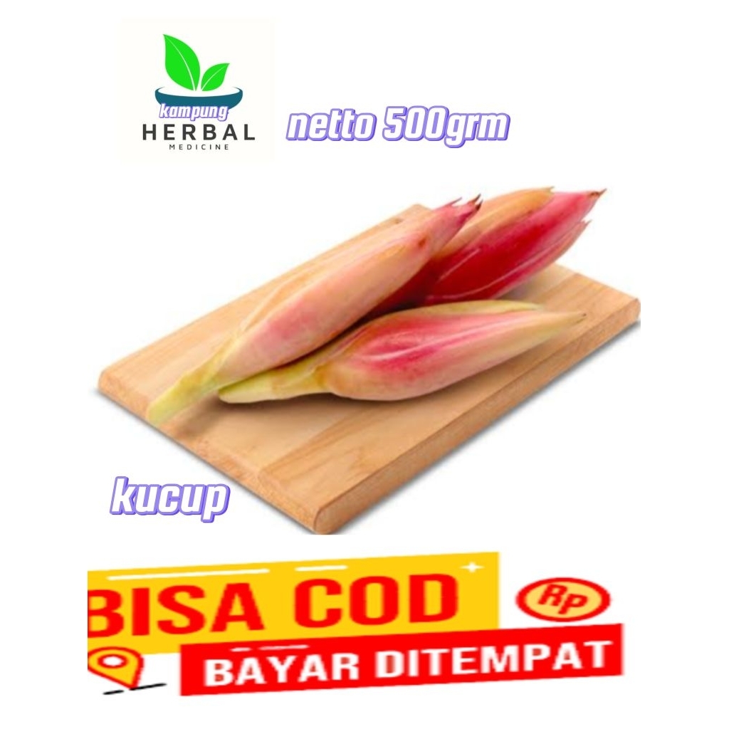 

kecombrang kucup 500 grm