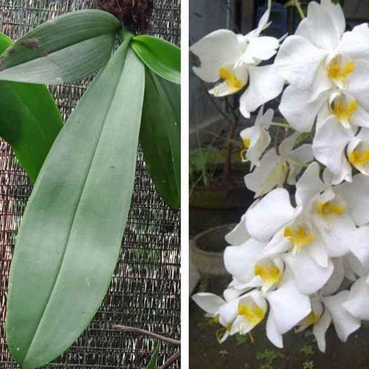 Anggrek Bulan/Amabilis Anakan / Anggrek Amabilis Dan Media Tanam