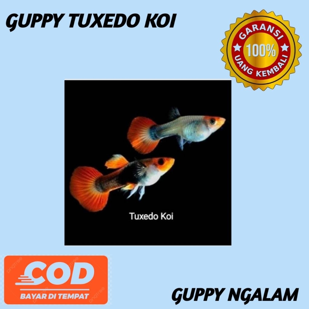 stiker guppy tuxedo koi 1 pasang