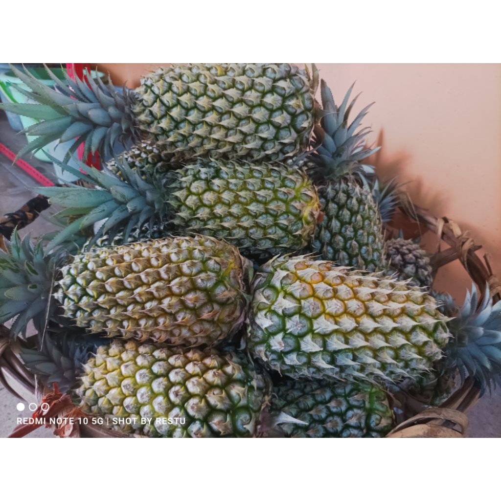 

Nanas Madu Asli Gunung Kelud Kediri//Asli Dari Kebon Sendiri