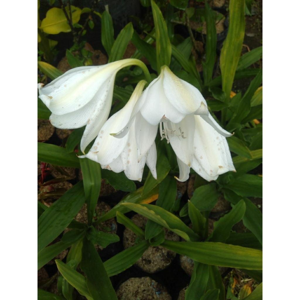 Bunga Bakung putih besar tanaman