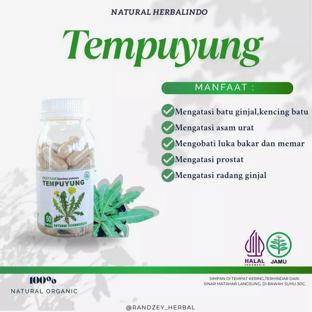 Obat Herbal Protat Batu Ginjal Empedu Tempuyung Kapsul