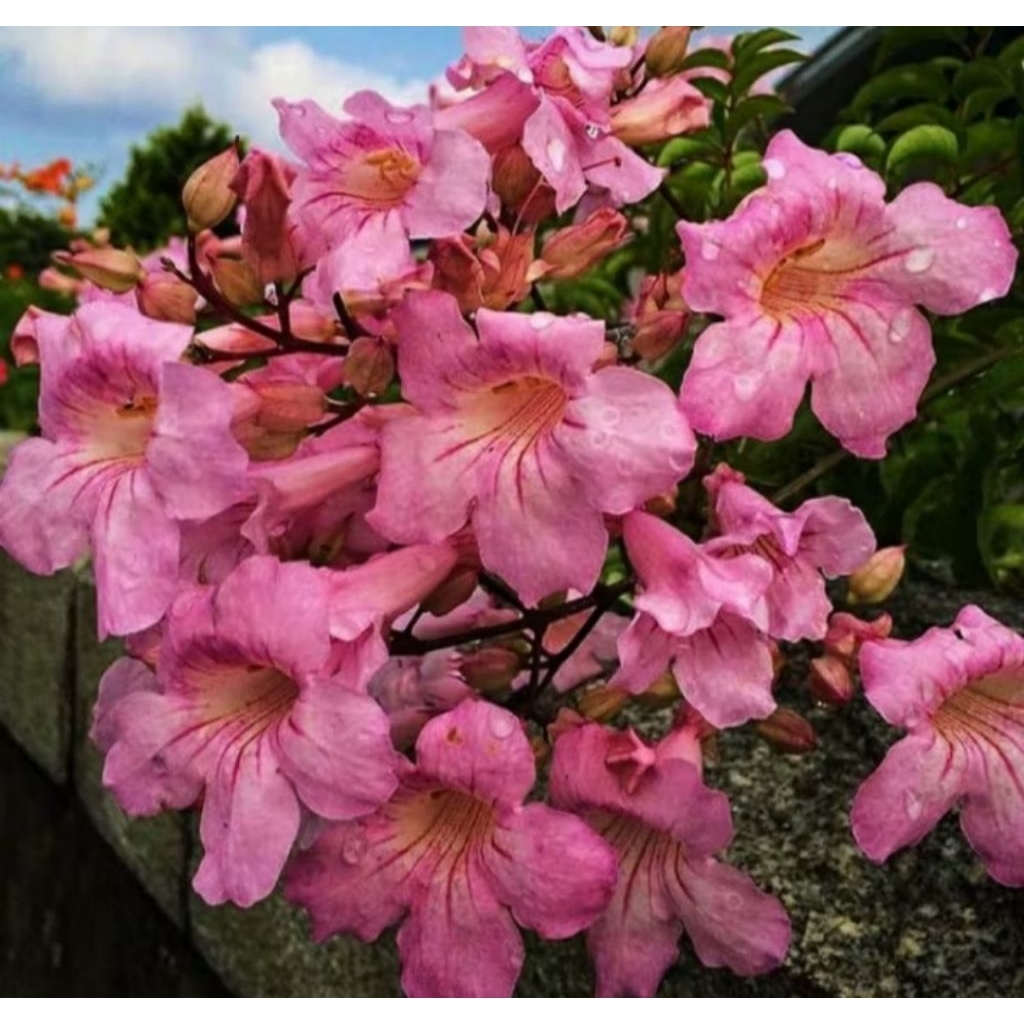 bibit bunga pink tecoma/stecoma pink/ tanaman hias